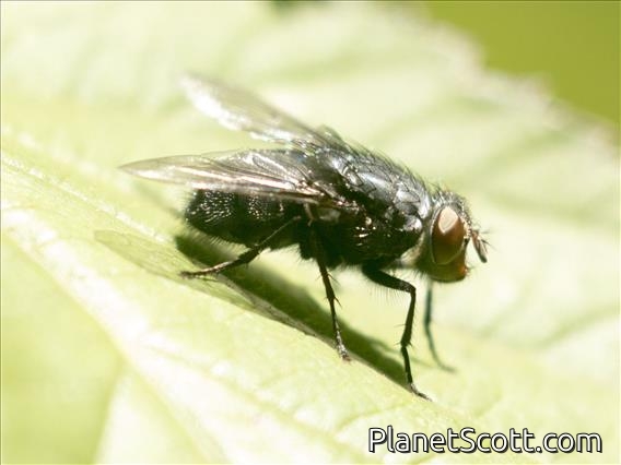 Blue Bottle Fly (Calliphora vomitoria)