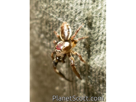 Jumping Spider (Phanias albeolus)