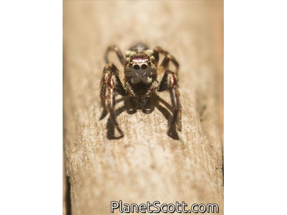Jumping Spider (Phanias albeolus)