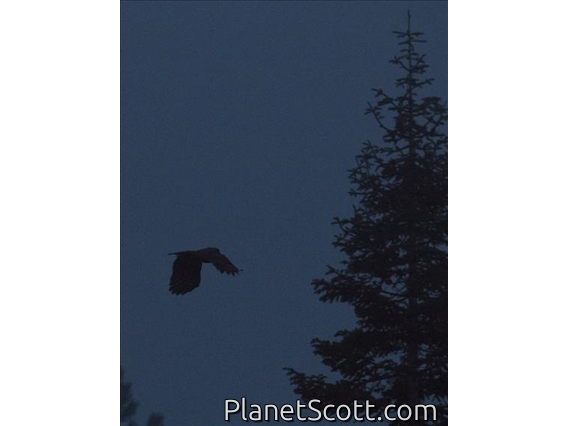 Great Gray Owl (Strix nebulosa)