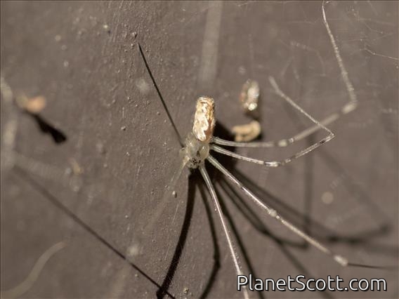 Marbled Cellar Spider (Holocnemus pluchei)