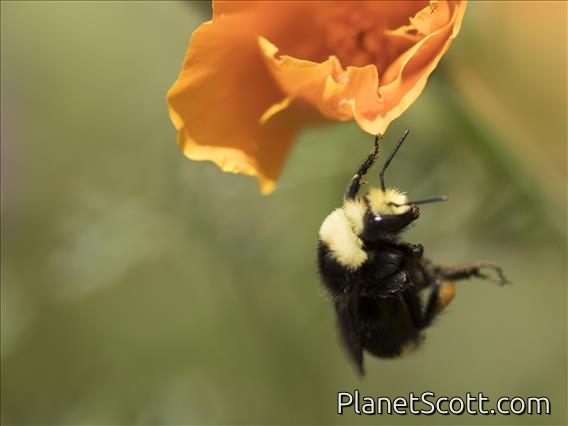 Yellow-faced Bumblebee (Bombus vosnesenskii)
