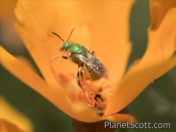 Green Bee (Agapostemon ssp)