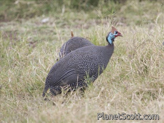 Helmeted Guineafowl (Numida meleagris)