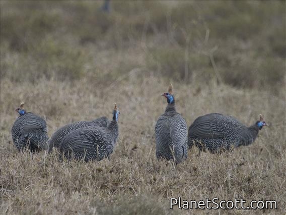 Helmeted Guineafowl (Numida meleagris)