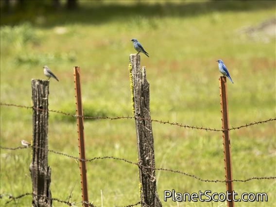 Mountain Bluebird (Sialia currucoides)