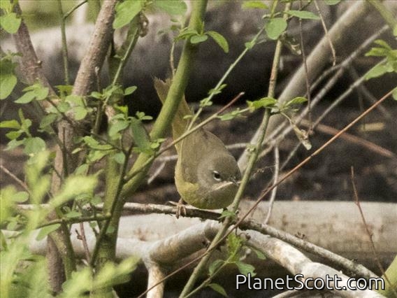 MacGillivray's Warbler (Geothlypis tolmiei) - Female