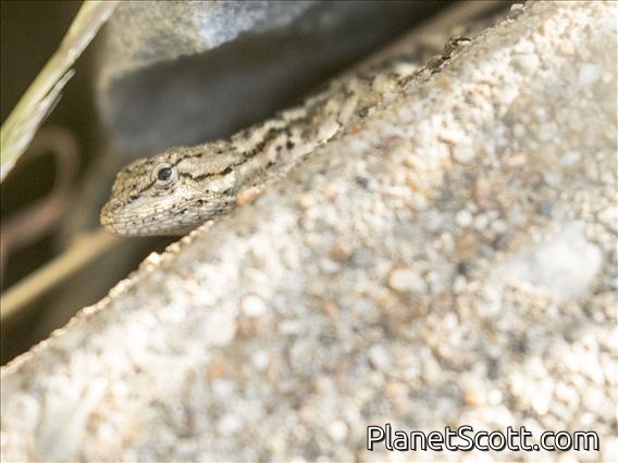 Western Fence Lizard (Sceloporus occidentalis)