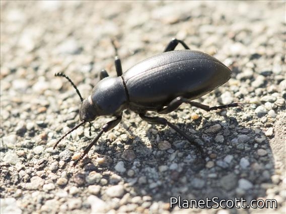 California Darkling Beetle (Coelocnemis californica)