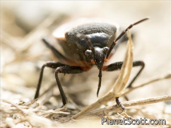 Boxelder Bug (Boisea rubrolineata)