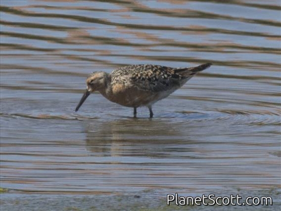 Red Knot (Calidris canutus)