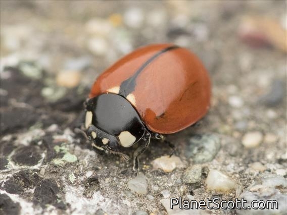 California Lady Beetle (Coccinella californica)
