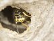 Common Aerial Yellowjacket (Dolichovespula arenaria)