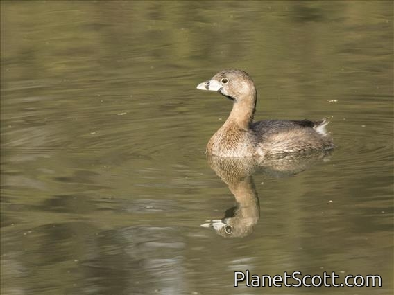 Pied-billed Grebe (Podilymbus podiceps)