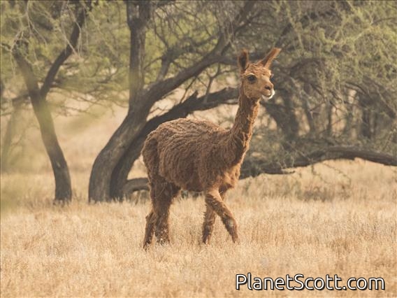 Alpaca (Lama pacos)