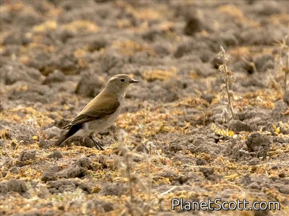 Austral Negrito (Lessonia rufa) - Female