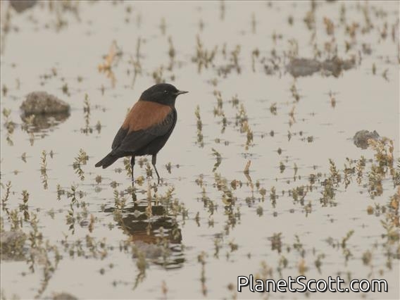 Austral Negrito (Lessonia rufa) - Male