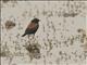 Austral Negrito (Lessonia rufa) - Male