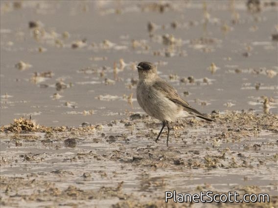 Dark-faced Ground-Tyrant (Muscisaxicola maclovianus)