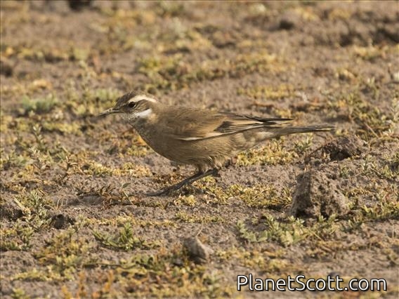 Buff-winged Cinclodes (Cinclodes fuscus)