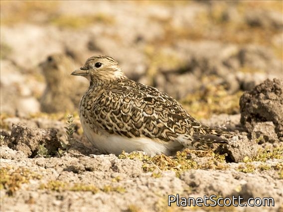Least Seedsnipe (Thinocorus rumicivorus)