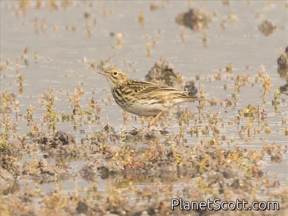 Correndera Pipit (Anthus correndera)