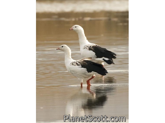 Andean Goose (Oressochen melanopterus)