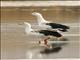 Andean Goose (Oressochen melanopterus)