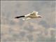 Black-necked Swan (Cygnus melancoryphus)