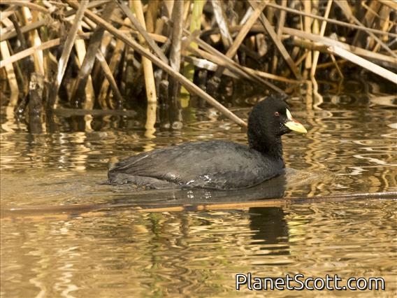 Red-gartered Coot (Fulica armillata)