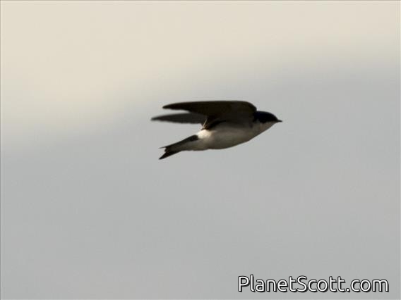 Chilean Swallow (Tachycineta leucopyga)