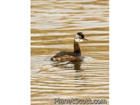 White-tufted Grebe (Rollandia rolland)