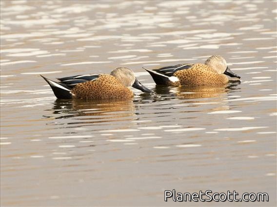 Red Shoveler (Spatula platalea)