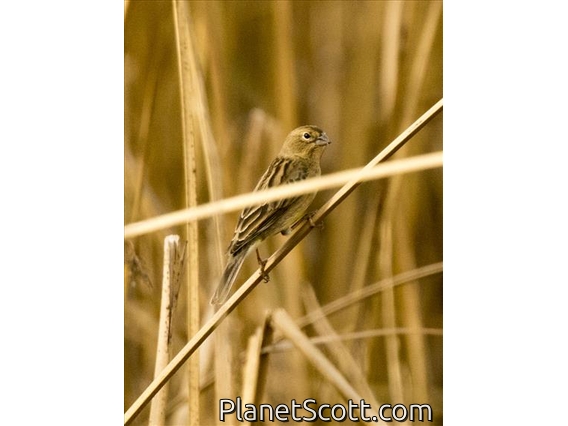 Grassland Yellow-Finch (Sicalis luteola) - Female
