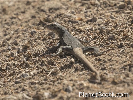 Lava Lizard (Microlophus heterolepis)