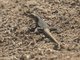 Lava Lizard (Microlophus heterolepis)