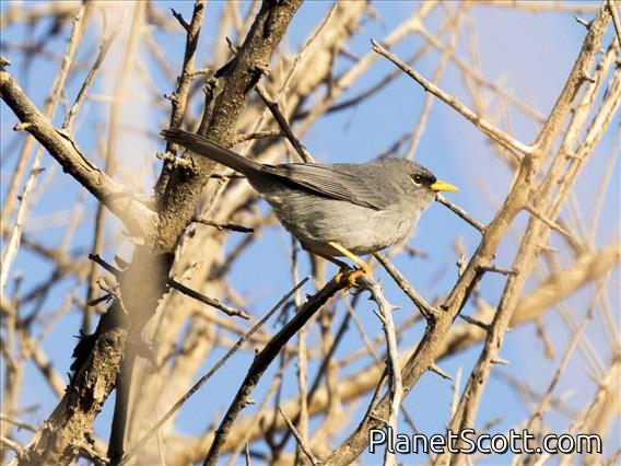 Slender-billed Finch (Xenospingus concolor)