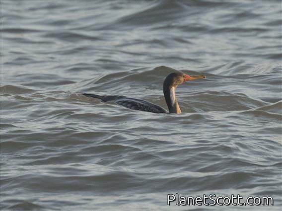 Red-legged Cormorant (Phalacrocorax gaimardi)