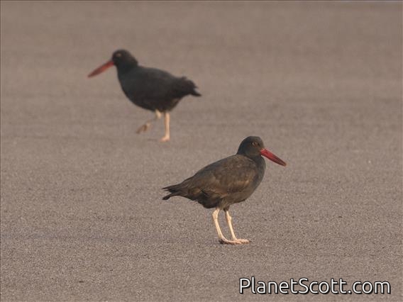 Blackish Oystercatcher (Haematopus ater)