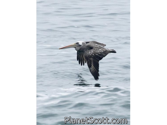 Peruvian Pelican (Pelecanus thagus)