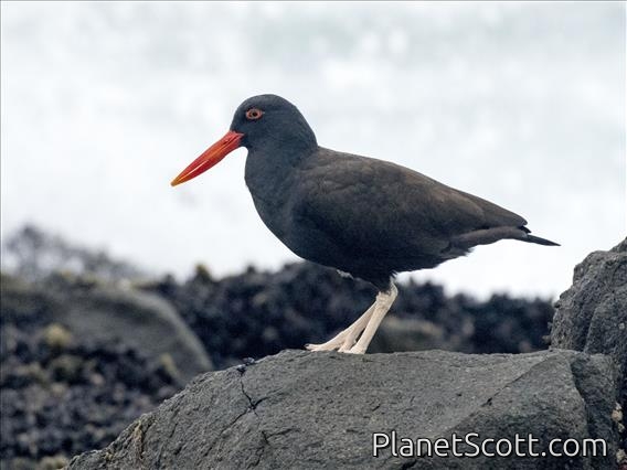 Blackish Oystercatcher (Haematopus ater)