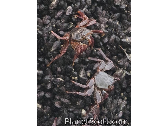 Sally Lightfoot Crab (Grapsus grapsus)