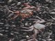 Sally Lightfoot Crab (Grapsus grapsus)