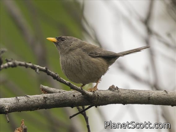 Slender-billed Finch (Xenospingus concolor)