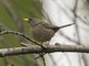 Slender-billed Finch (Xenospingus concolor)