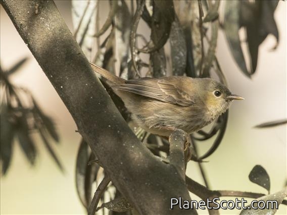 Slender-billed Finch (Xenospingus concolor) - Juvenile