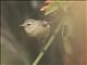 Cinereous Conebill (Conirostrum cinereum)