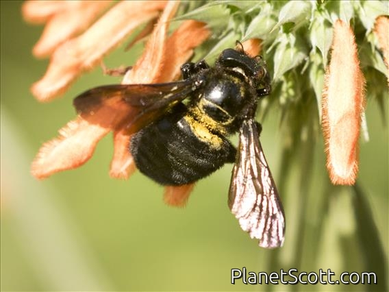 Azapa Carpenter Bee (Xylocopa ssp)