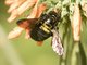Azapa Carpenter Bee (Xylocopa ssp)