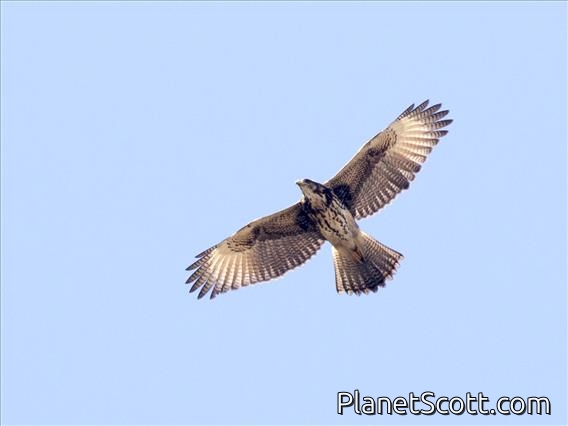 Harris's Hawk (Parabuteo unicinctus) - Juvenile
